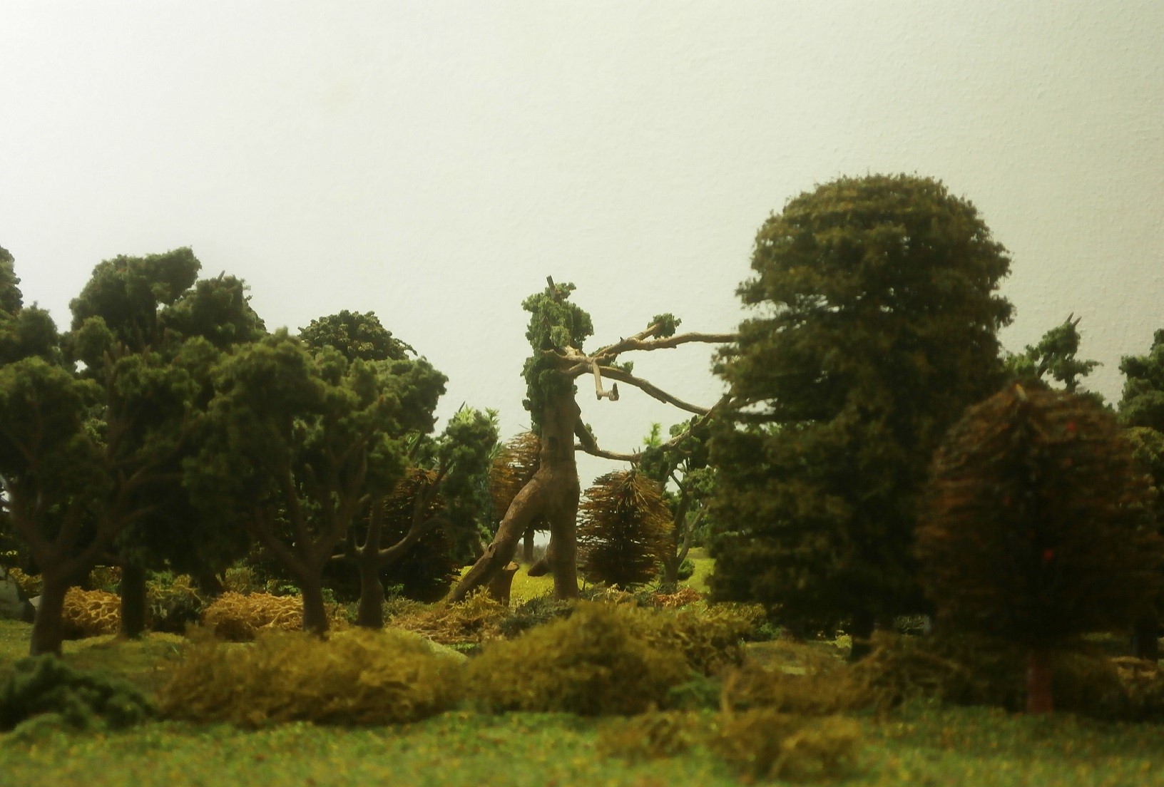 End Summer 2404 Pic D10 Treeman Sighting